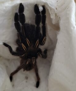Skelettvogelspinne ( Ephebopus murinus ) Körper ca. 4 cm Weibchen Rare !!