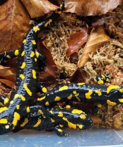 Feuersalamander  ( Salamandra salamandra salamandra)  ,, Norminatform '' DNZ 22/23 adult