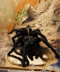 Brasilianische Blauhaar-Vogelspinne (Pterinopelma sazimai) DNZ 22 Körper ca. 5cm