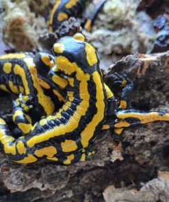 Feuersalamander  ( Salamandra s. terrestris ) DNZ 22/23 adult