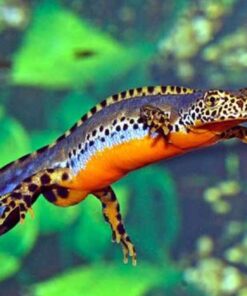 Bergmolch ( Mesotriton alpestris, Syn.: Triturus alpestris ) DNZ 23 adulti