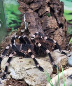 Weißknievogelspinne (Nhandu chromatus) DNZ 22 Körper ca. 5 bis 6 cm Weibchen
