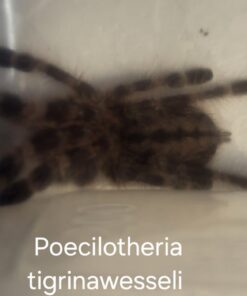 Riesenvogelspinne (Poecilotheria tigrinawesseli ) DNZ KL ca. 3 cm ( nicht nach NRW )