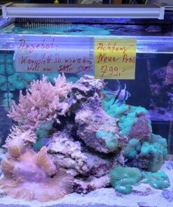 Meerwasseraquarium ca. 45x45x41cm hoch komplett mit Korallen und Fischen ( Nur an Selbstabholer )