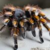 Brachypelma boemai