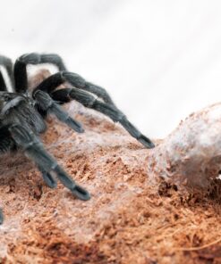 Schwarze Uruguay-Vogelspinne  ( Grammostola pulchra ) DNZ 21/22 ca. 4 cm bis 5 cm Weibchen