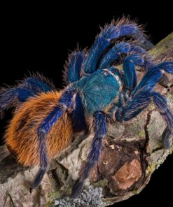 Vogelspinne  (Chromatopelma cyaneopubescens ) Mittel ca. 4 cm  Weibchen