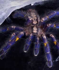 Blaue Ornament -Vogelspinne(Poecilotheria metallica) DNZ 23 Weibchen KL ca. 4 cm