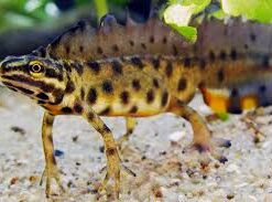 Teichmolch (Lissotriton vulgaris ) DNZ 23 adult