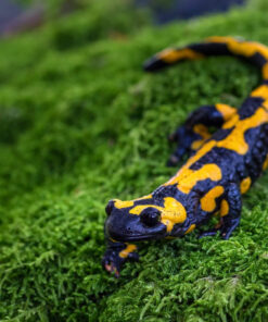 Feuersalamander  ( Salamandra s. terrestris ) DNZ 22/23 adult