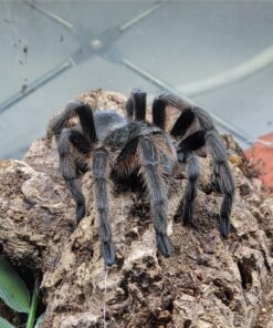 Schwarze Uruguay-Vogelspinne  ( Grammostola anthracina) DNZ 22 ca. 5 cm Weibchen  Rare!!! ( Originalbild )