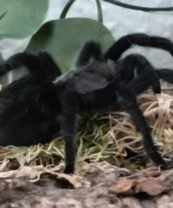Schwarze Uruguay-Vogelspinne ( Grammostola pulchra ) DNZ 24 ca. 2 bis 3 cm Weibchen ( Rare !!! )