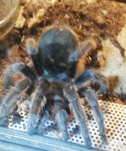 Schwarze Uruguay-Vogelspinne  ( Grammostola antracina ) DNZ 22 ca. 5 cm Weibchen  Rare!!!