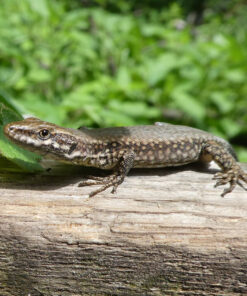 Mauereidechse (Podarcis muralis) adulte ENZ 7/24