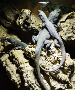 Perleidechsen ( Lacerta lepidus ) Zuchtgruppe DNZ 22 bestehend aus 1,2 adulten Tieren der seltenen Schwarzen Variante. Mit kleinen Schwanzfehler der Weibchen!