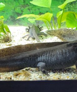 Axolotl natur (Ambystoma mexicanum)   ca. 22cm komplett Schwarz ( melanistisch ) Original Bild