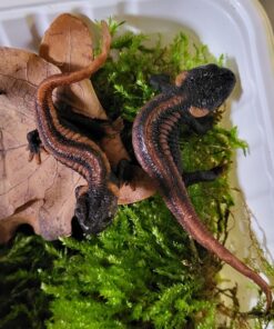 Krokodilmolch ( Tylototriton kweichowensis ) DNZ 26 sehr gut gewachsen. RARE !!!!!